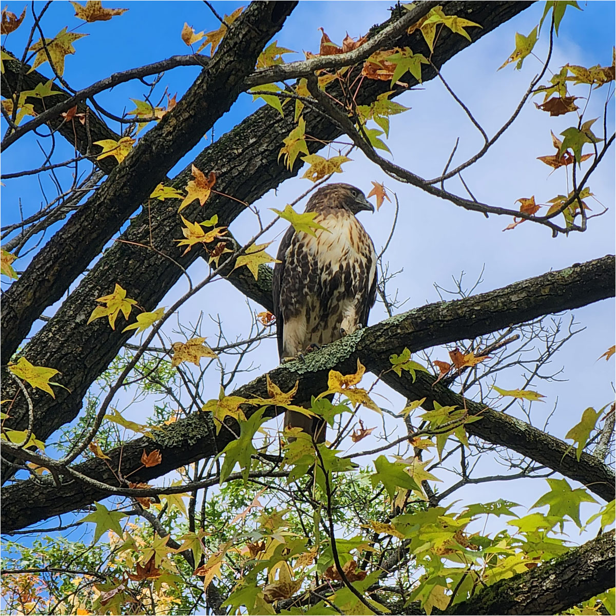 Perched and Proud